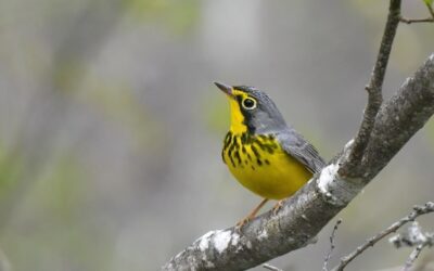 Birding in the Haliburton Highlands